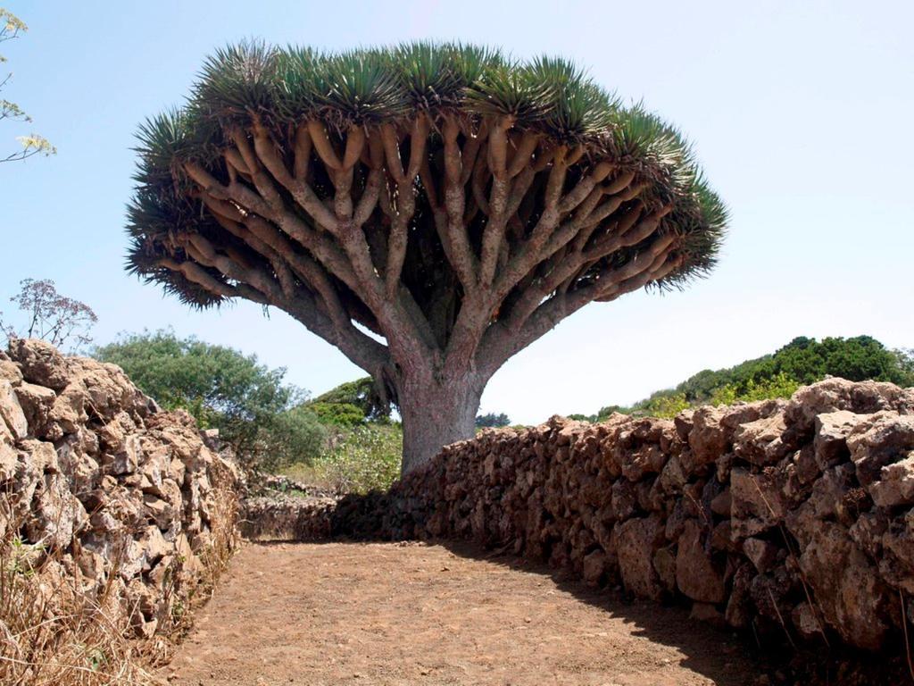 Gran Drago Villa Valverde  Bagian luar foto